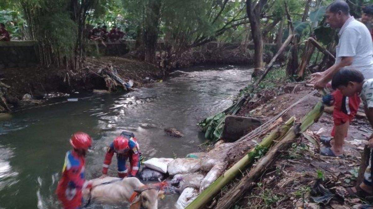 Proses evakuasi sapi kurban yang tercebur ke aliran Kali Cipinang, Kramat Jati, Jakarta Timur, Rabu (28/6/2023).
