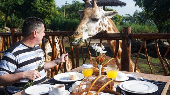 Pengunjung sedang menikmati sarapan bareng jerapah di Taman Safari Prigen.