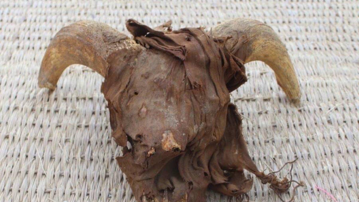 Satu dari 2.000 kepala domba jantan yang ditemukan oleh para arkeolog di kuil Mesir kuno. Ribuan kepala domba yang ditemukan  merupakan persembahan untuk Ramses II 1.000 tahun setelah kematiannya.