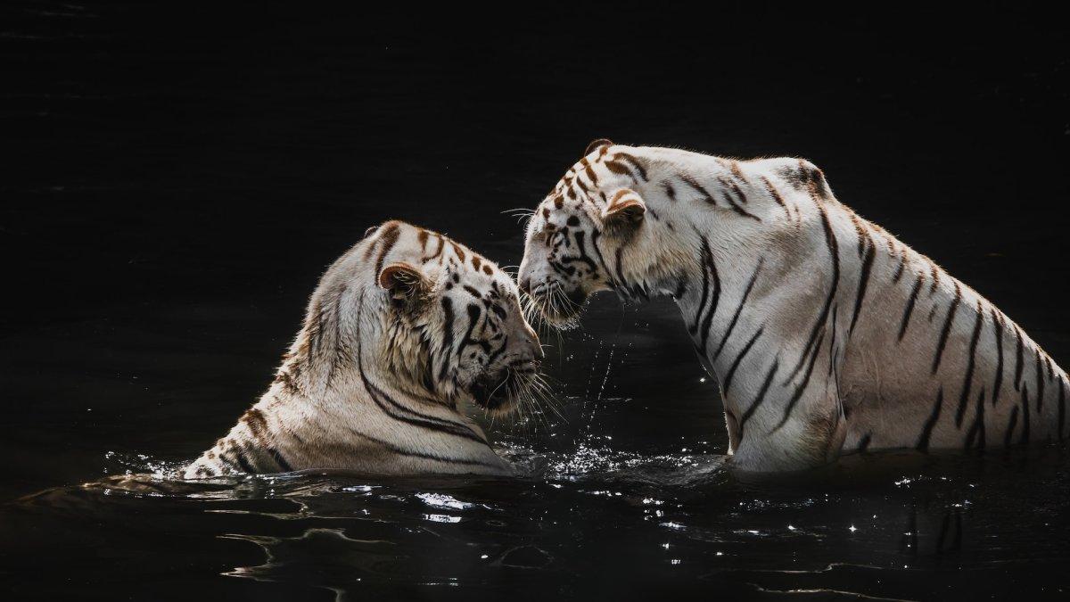 Satwa di Singapore Zoo, Singapura