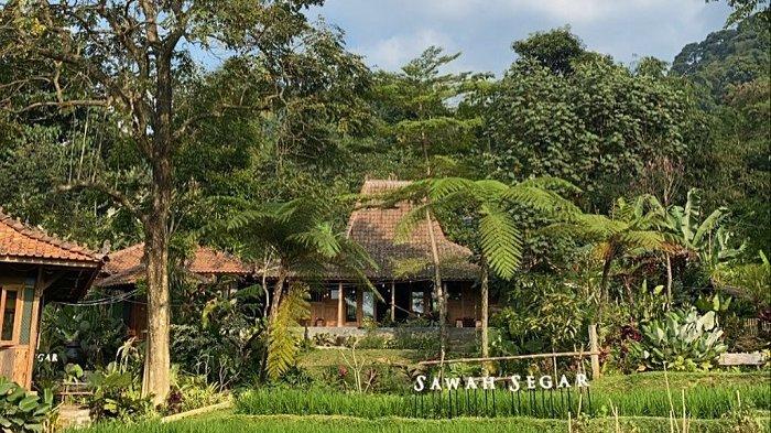 Sawah Segar Sentul, tempat wisata hits di Sentul Bogor.