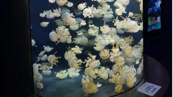 S.E.A. Aquarium, satu tempat wisata hits di Sentosa Singapura