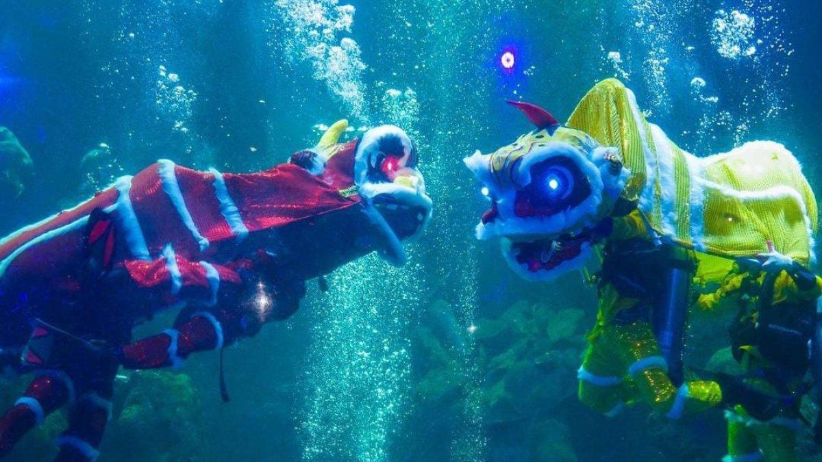 Sea World Ancol masih menggelar atraksi barongsai di dalam air hingga akhir Januari 2023 dengan cerita menarik dan seru untuk disaksikan.
