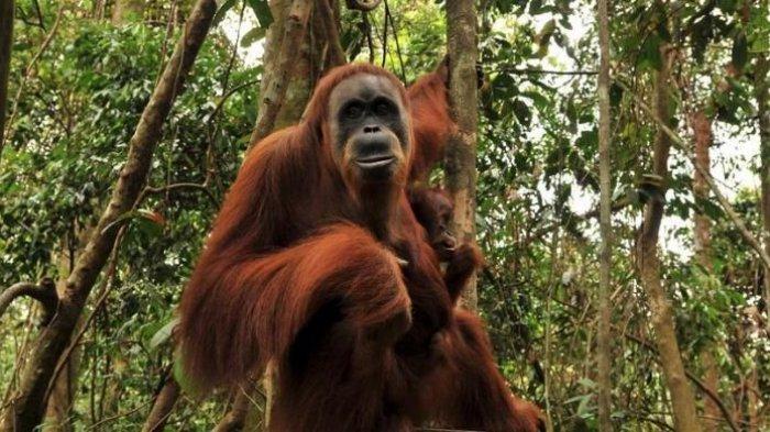 Seekor orangutan mengendong anaknya di hutan Taman Nasional Gunung Leuser, Desa Bukit Lawang, Kecamatan Bahorok, Kabupaten Langkat, Sumatera Utara, Kamis (17/5/2012).