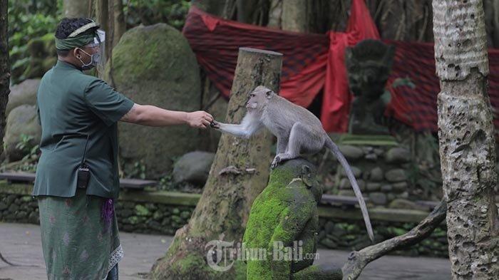 Sejumlah wisatawan menikmati objek wisata Monkey Forest Ubud, Gianyar, Bali, Kamis (5/11/2020).