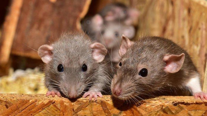 Ilustrasi kawanan tikus. Viral di medsos, aksi protes anti Israel dilakukan para aktivis dengan melempar puluhan tikus hidup ke dalam restoran McDonalds di Birmingham, Inggris
