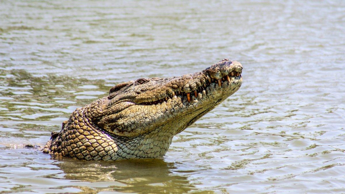 Ilustrasi buaya yang sedang mengintai di sungai. Viral di media sosial, seekor buaya raksasa ketahuan mencuri mesin pemotong rumput setelah menyerang petugas kebun binatang di Australia.