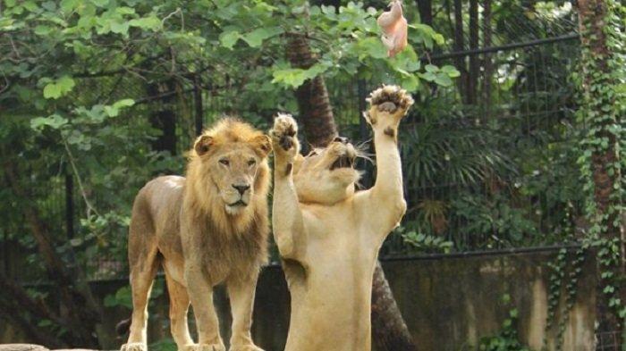 Singa berburu makanan di Bali Zoo