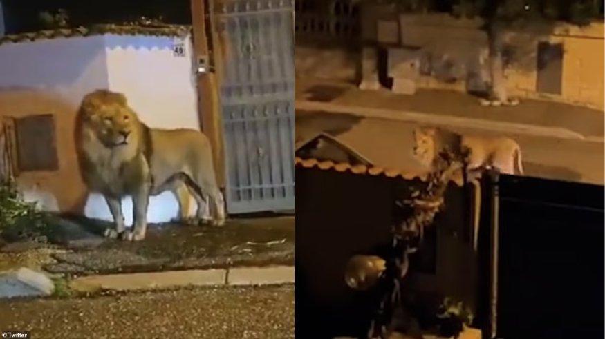 Seekor singa yang kabur dari lokasi sirkus tertangkap kamera sedang berkeliaran di jalan dekat permukiman warga.