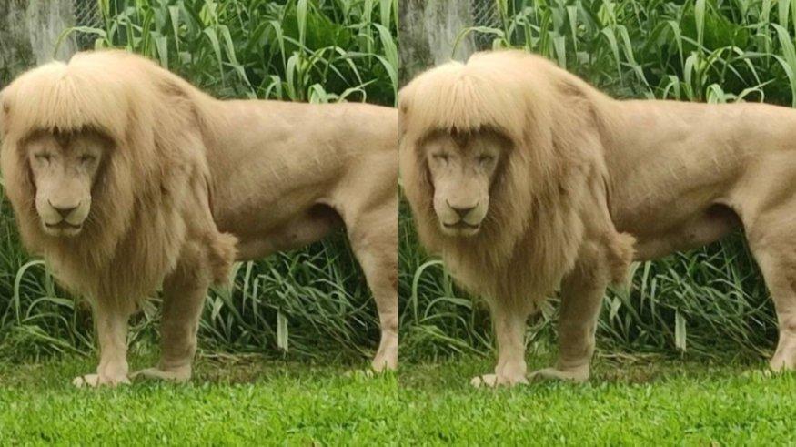Seekor singa di kebun binatang menjadi viral karena tampilannya yang cukup menarik perhatian.