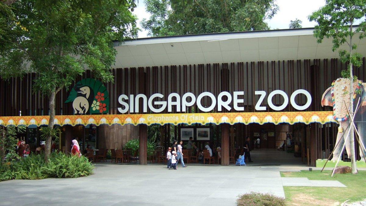Singapore Zoo, satu tempat pernikahan unik di Singapura.