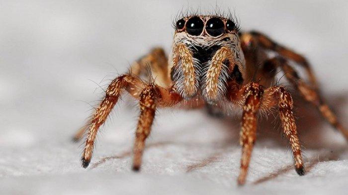 Arachnophobia (Fobia Laba-laba)