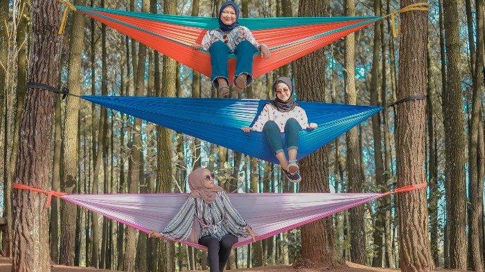 Spot foto instagramable di Hutan Pinus Pengger, Bantul, Jogja
