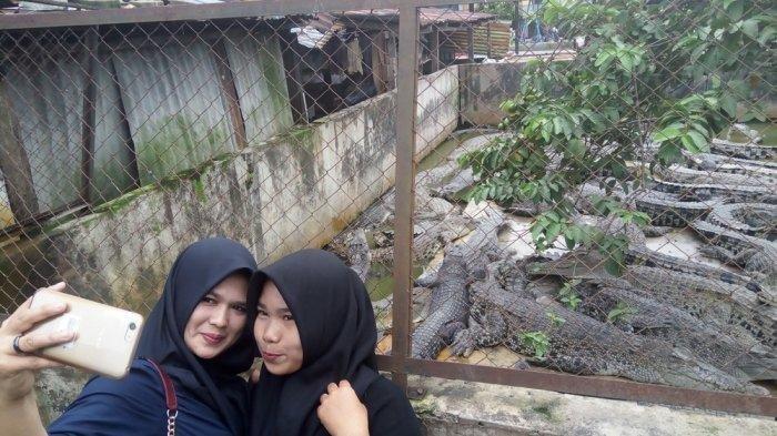 Taman Buaya Asam Kumbang, penangkaran buaya terbesar di Asia Tenggara tempat wisata asik di Kota Medan