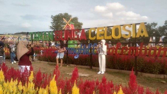 Pengunjung sedang berfoto di Taman Bunga Celosia ini berada di kawasan Komplek Ruko Perumahan Spring hill Perumnas Talang Kelapa, Kota Palembang.