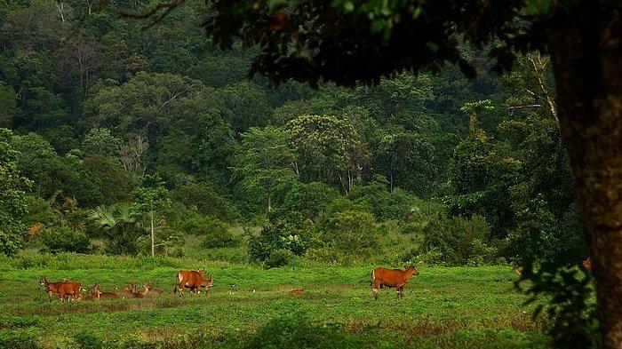 Taman Nasional Alas Purwo, Banyuwangi.