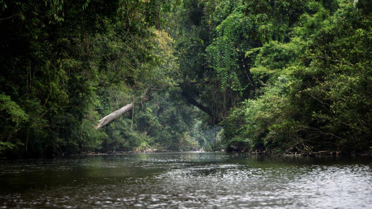 Ilustrasi suasana hutan hujan.