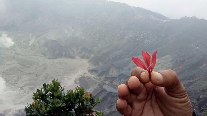 Tanaman Manarasa terlihat tumbuh subur di bibir Kawah Ratu Gunung Tangkuban Perahu, Jawa Barat.