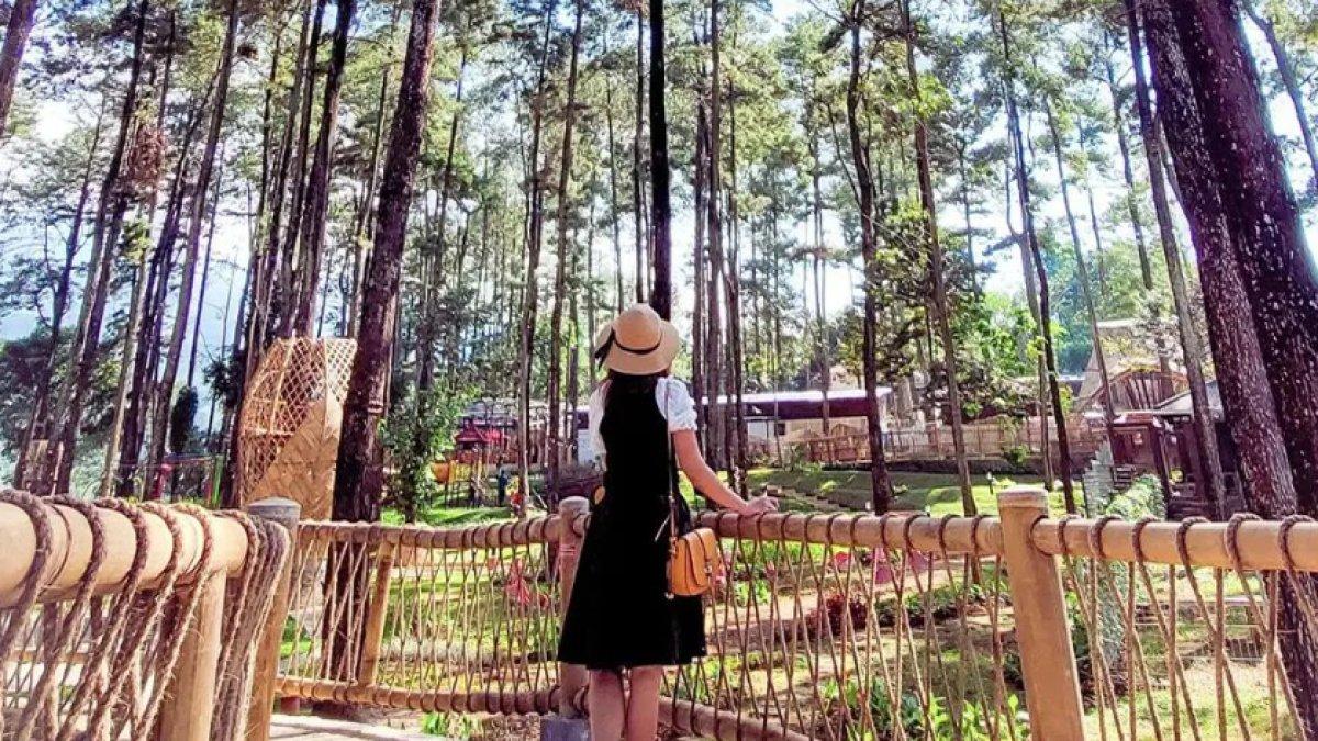 Tanaria Park, tempat wisata di Pasuruan yang menawarkan pemandangan cantik di tenah hutan pinus.