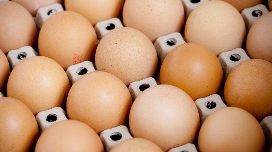 Ilustrasi telur.