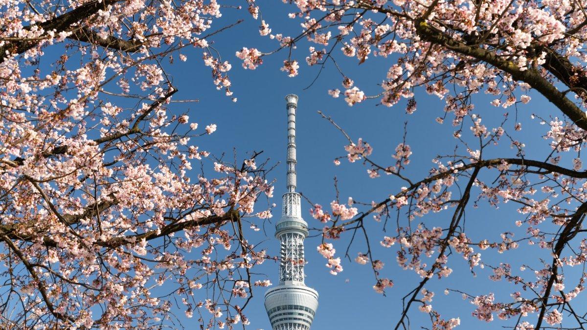 Tokyo Skytree, satu tempat wisata terbaik di Asakusa Tokyo Jepang.
