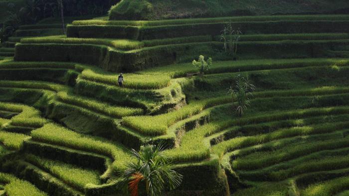 Petani menggarap sawah di Tegalalang, Ubud, Bali, Minggu (7/4/2013).