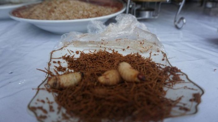 Ulat sagu dalam keadaan hidup.
