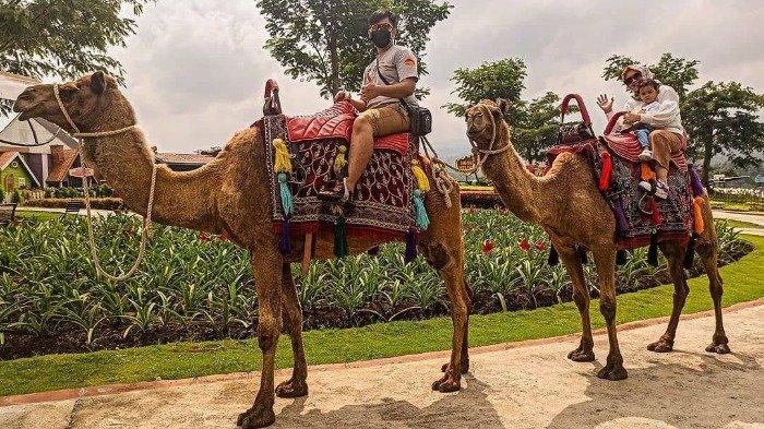 Wahana naik unta di Batu Love Garden