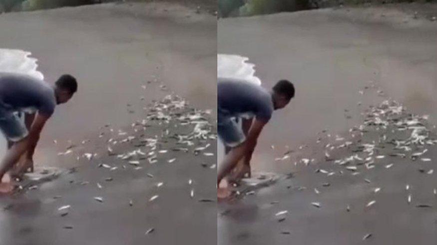 Tangkapan layar warga mengumpulkan ikan yang naik ke daratan pesisir pantai Desa Du, Kecamatan Lela, Kabupaten Sikka, Nusa Tenggara Timur, Selasa (2/7/2024).