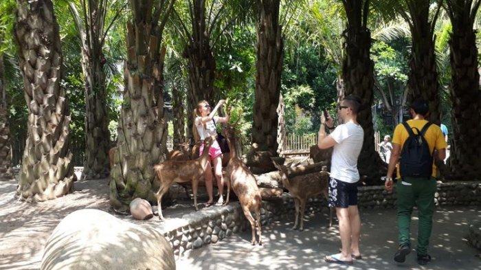 Wisatawan berfoto dengan Rusa di Bali Zoo, Rabu (29/1/2020).