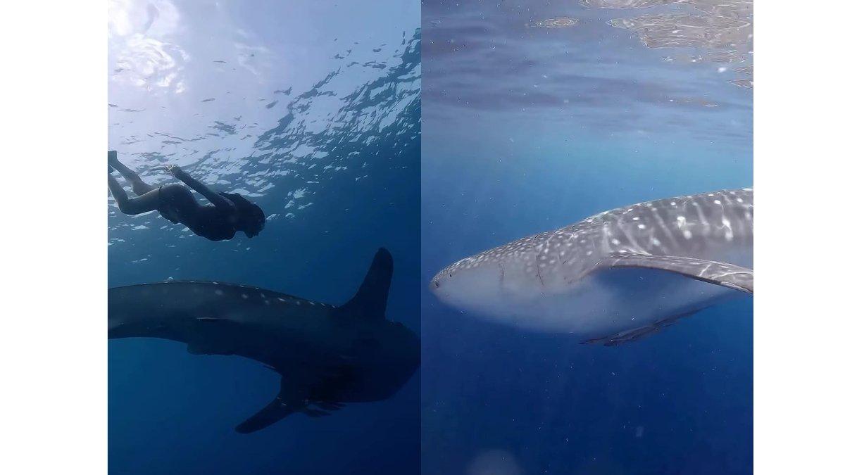 5 potret Prilly Latuconsina jelajahi laut Sumbawa, Punya kembaran di laut