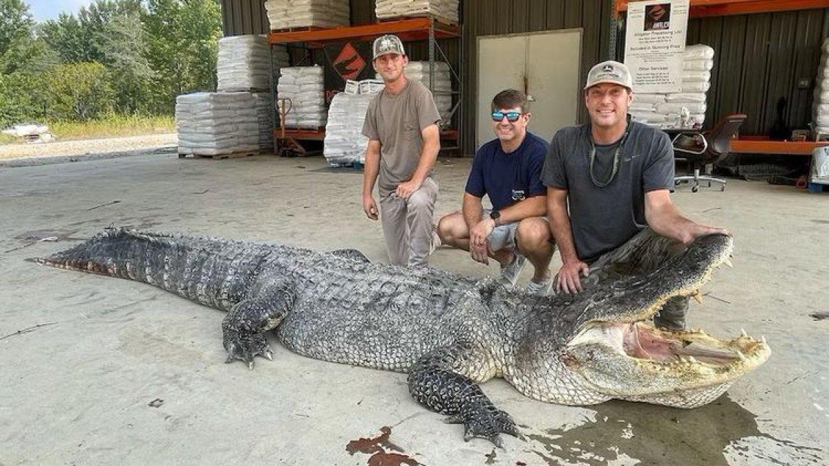 Aligator ini menjadi yang terpanjang yang pernah ditangkap di Mississippi.