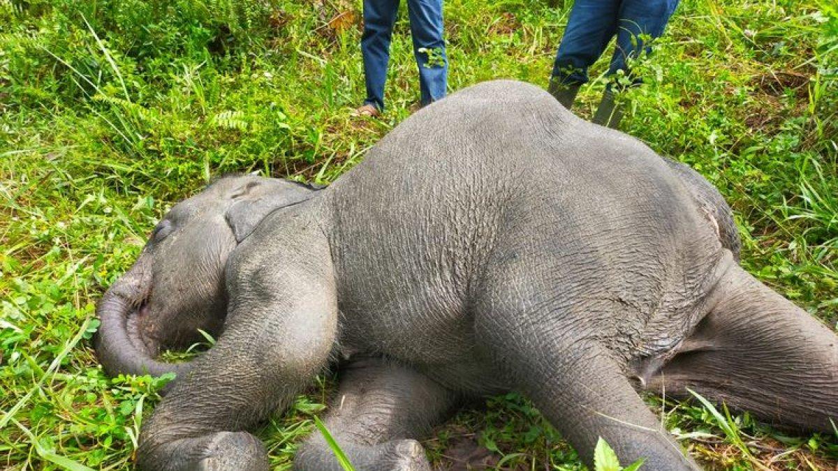 Anak gajah yang mati diduga akibat virus di PLG Minas, Kabupaten Siak, Riau, Sabtu (12/8/2023).