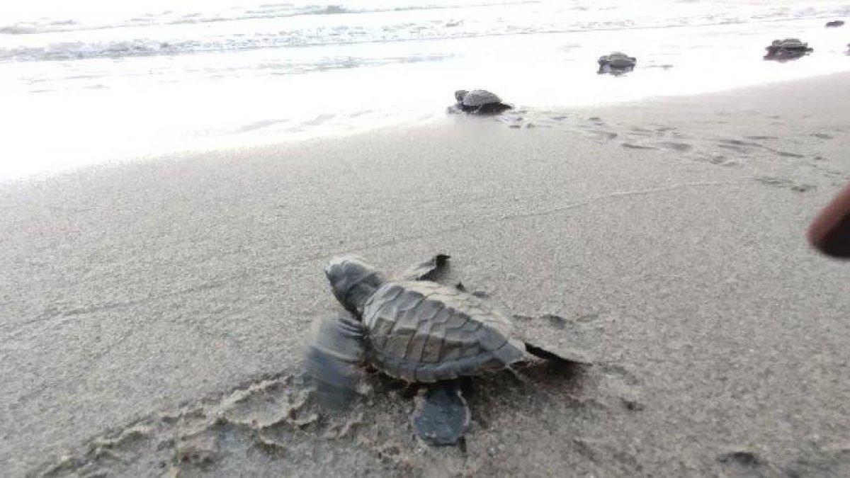 Anak penyu atau tukik yang dilepasliarkan di pantai di Manggarai Barat, NTT.