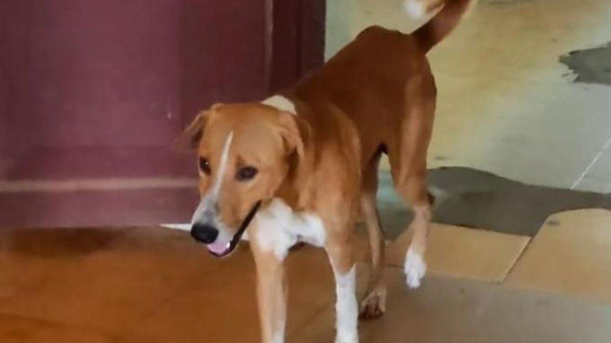 Anjing di Kerala, India, masih menunggu di luar rumah sakit tempat pemiliknya meninggal dunia