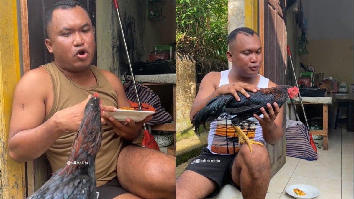 Ayam milik Adi Sudirja ditawar Rp 50 juta