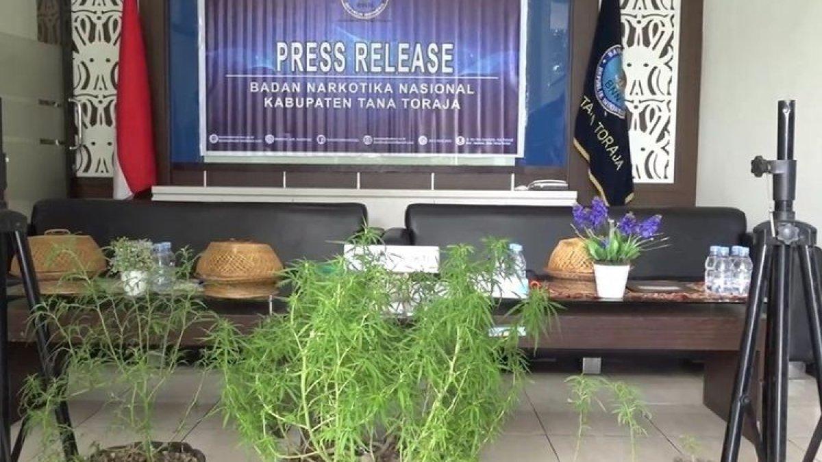 BNN Tana Toraja, Sulawesi Selatan mengamankan sejumlah tanaman ganja yang ditanam WS di belakang rumahnya, Senin (13/11/2023)