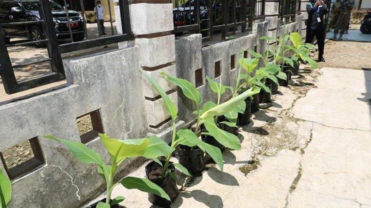 Beberapa tanaman yang ada di Laboratorium Kultur Jaringan di Desa Durian Rabung