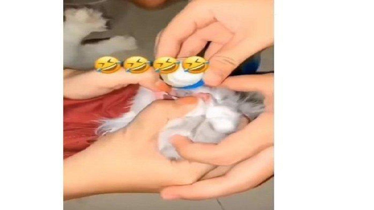 Beredar sebuah video tiga perempuan di Padang yang mencekoki kucing dengan minuman keras a