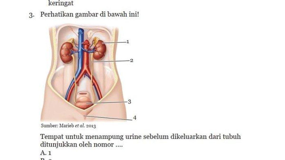 Berikut ini adalah soal IPA Kelas 8 SMP Semester 2: Pernyataan berikut ini yang tidak berhubungan dengan sistem pengeluaran manusia adalah