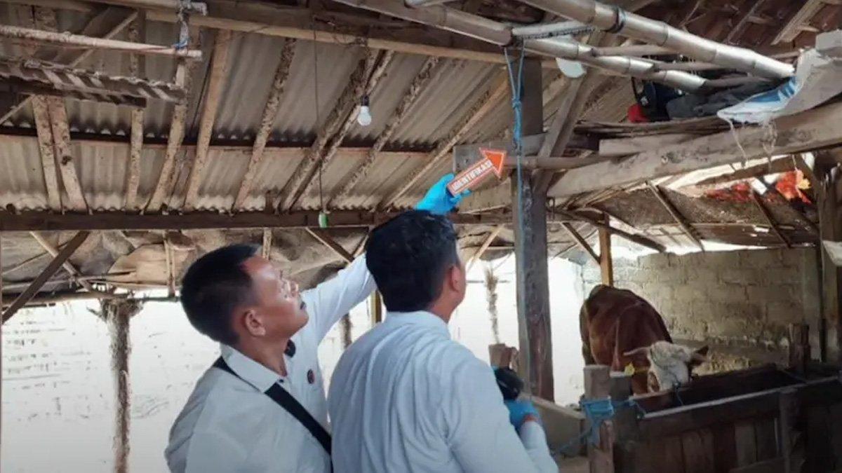 Bocah 11 tahun nekat gantung diri di tiang kandang sapi.
