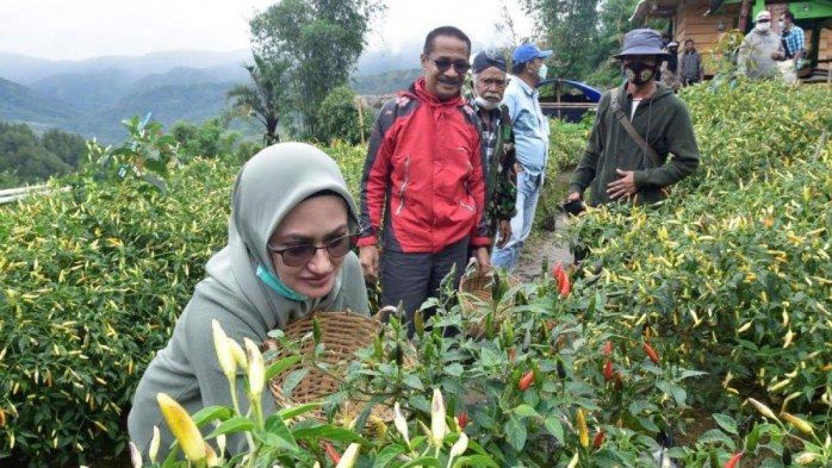 Bupati Luwu Utara, Indah Putri Indriani memetik cabe di Agrowisata Buntu Lemo, Dusun Manganan, Desa Rinding Allo, Kecamatan Rongkong, Kabupaten Luwu Utara, Sulawesi Selatan, Minggu (11/7/2021).