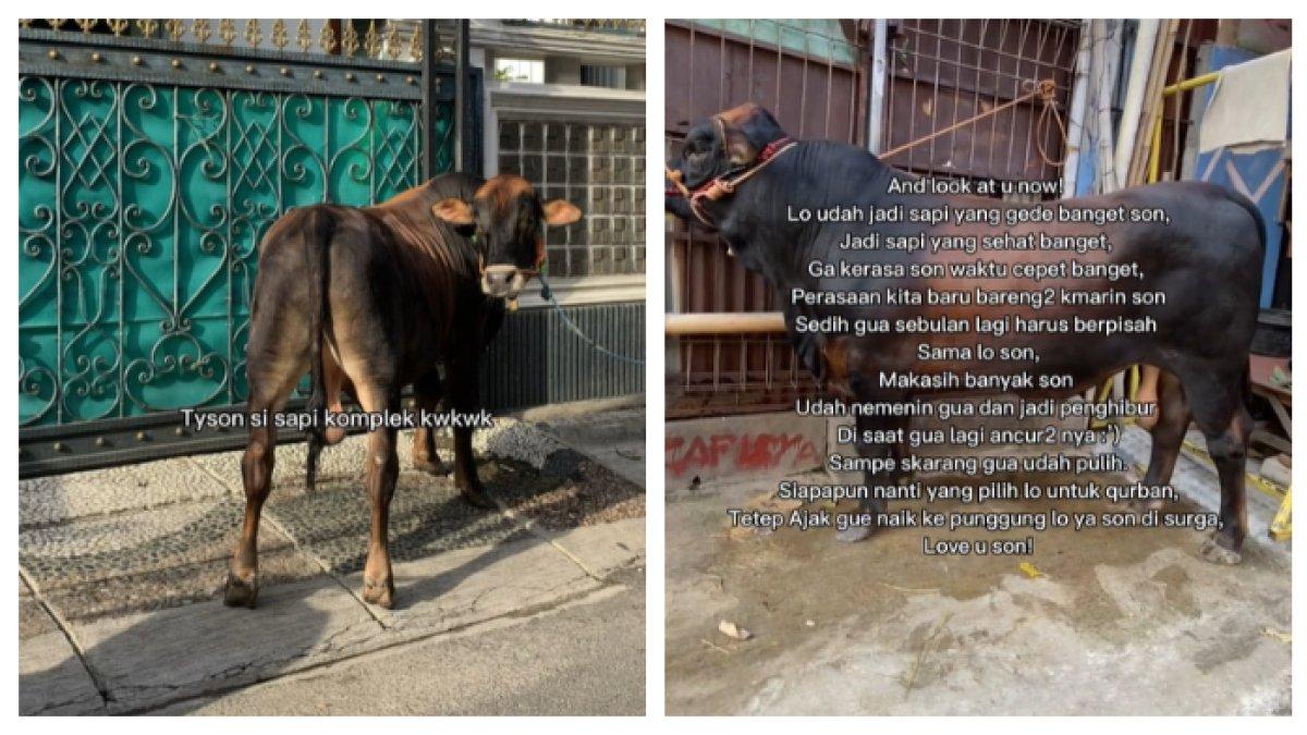 Busairi mengaku setelah putus cinta dengan kekasihnya, ia lebih memilih untuk membeli seekor sapi untuk menghiburnya.