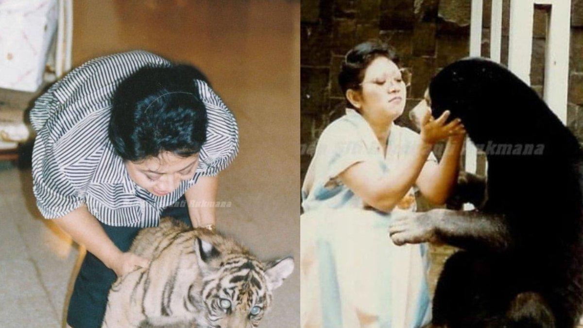 Tutut Soeharto pernah pelihara hewan liar seperti beruang madu dan harimau.