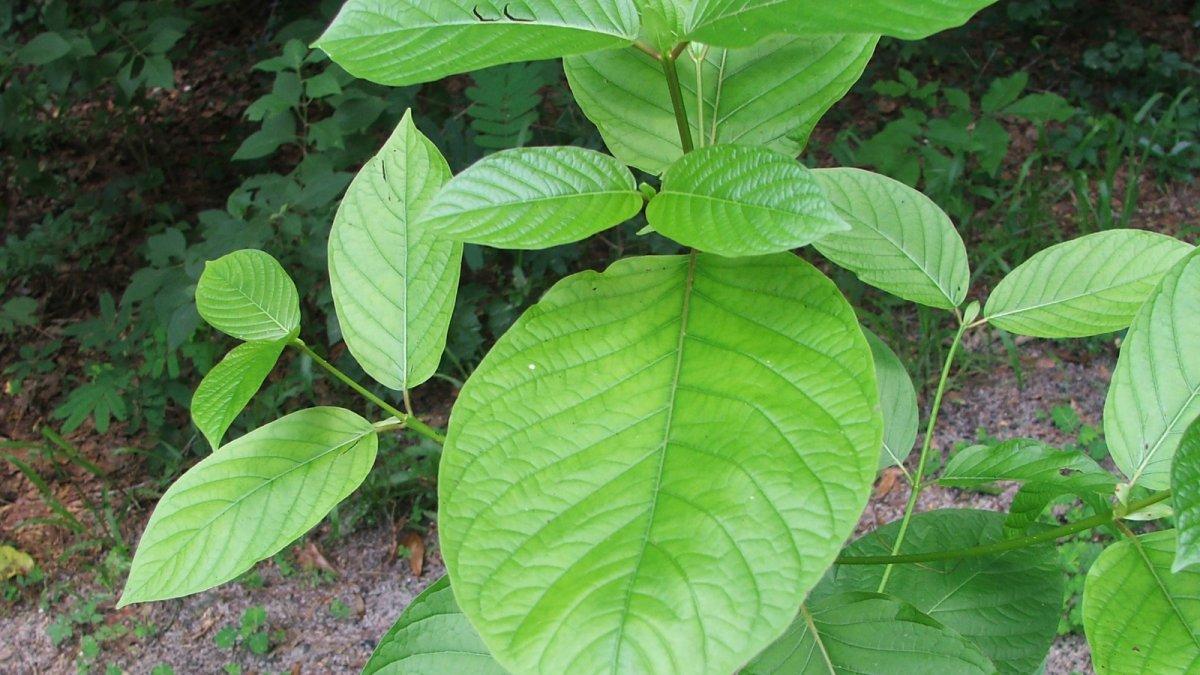 Daun Kratom, katum, biek yang banyak terdapat di Afrika, di bagian utara dan tengah Semenanjung Malaysia serta di selatan Thailand.