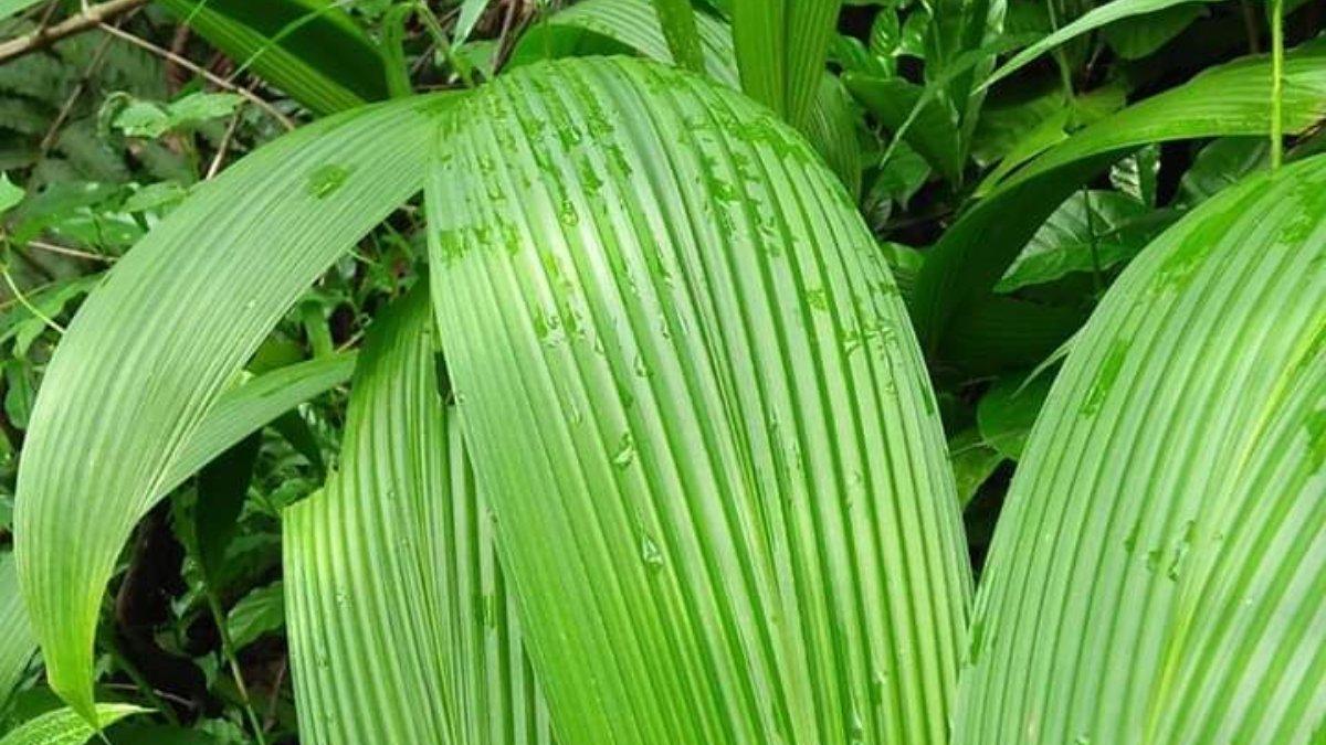 Daun nyangku untuk membungkus sega nyangku, makanan khas Banyumas yang unik.