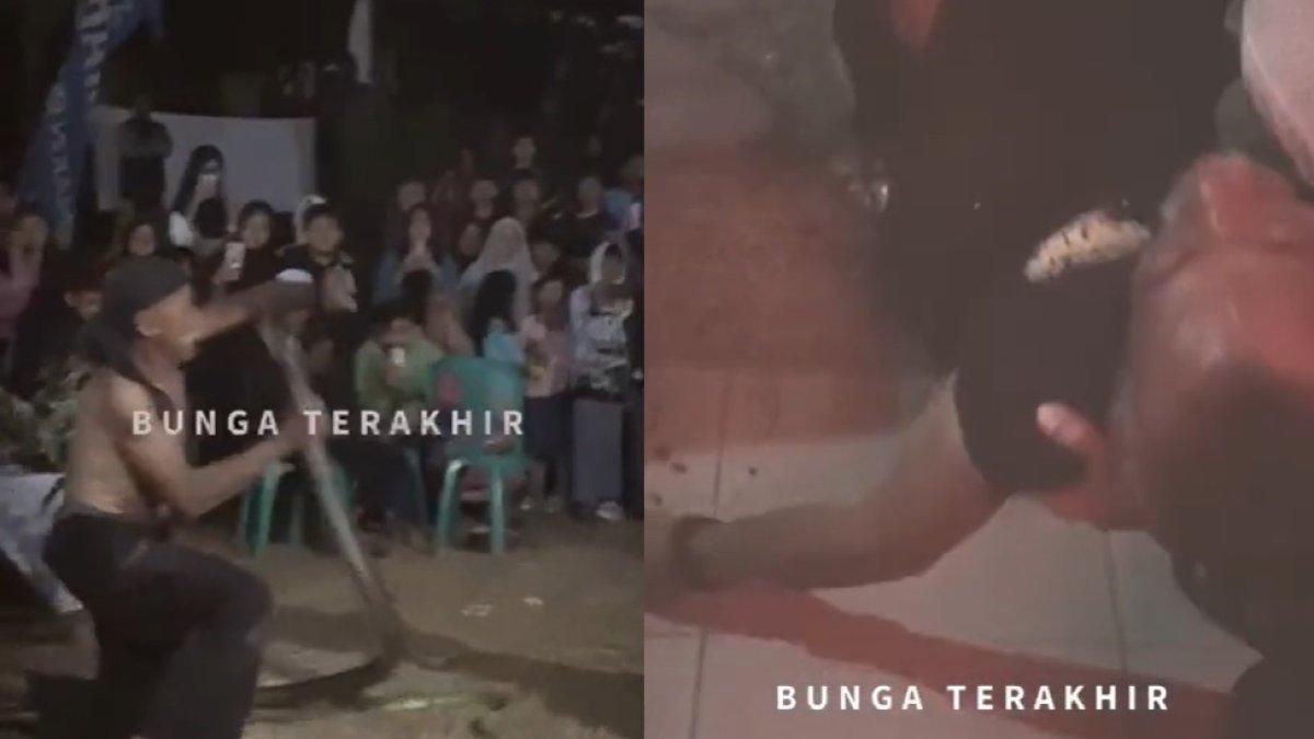 Detik-detik Bah Kobra dipatuk ular sat sedang atraksi, berakhir meninggal dunia