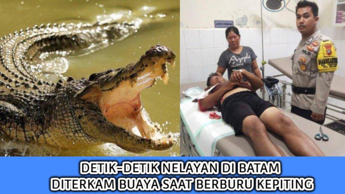 Detik-detik seorang nelayan di Batam, Kepulauan Riau (Kepri) diterkam buaya ketika sedang asyik berburu kepiting bakau.