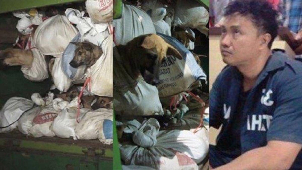 Donal Harianto, bos bisnis anjing ilegal di Jawa Tengah.