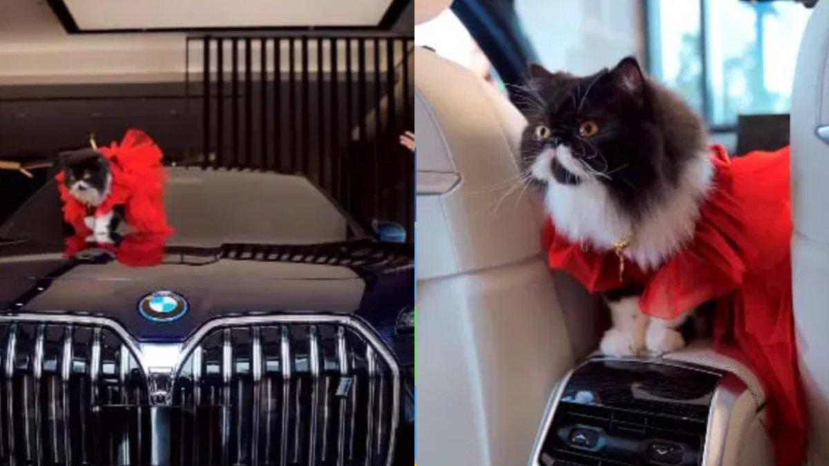 Fakta di balik video pasangan crazy rich belikan mobil untuk kucing peliharaan